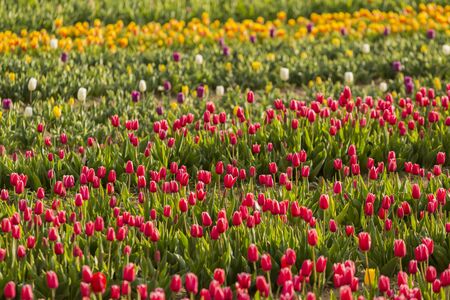 Beautiful field of colorful tulipsの写真素材