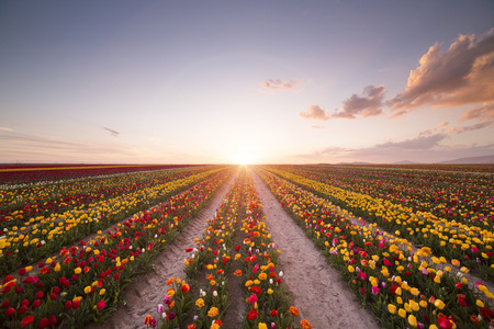 Beautiful field of colorful tulips at sunsetの写真素材