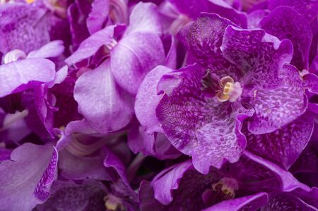 Set of the purple orchid