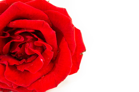 Close up of red rose on white background. There are some water drop on the rose. Selective focus.の写真素材