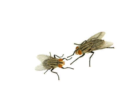 Two housefly on white isolated background with copy space, selective focusの写真素材