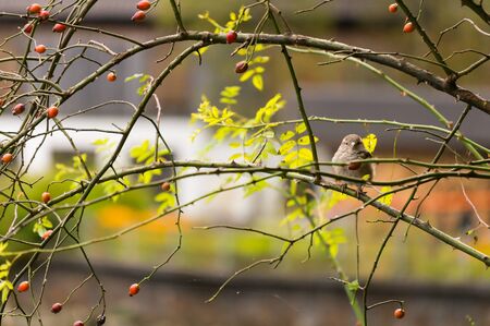 Fluffy bird on  branch during autumn.Selective focus.の写真素材
