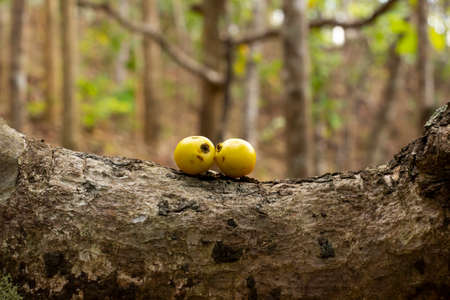 Ripe peppercorn seedsの写真素材