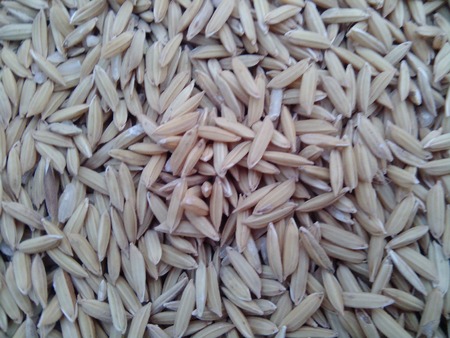 rice seedsの写真素材