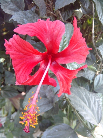 flowerの写真素材