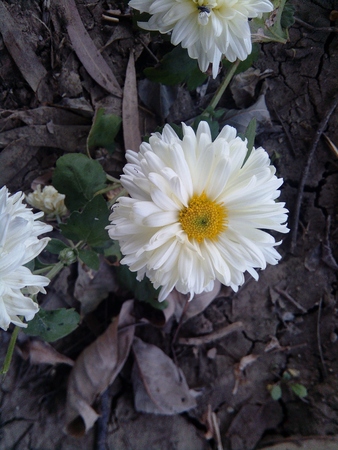 flowerの写真素材