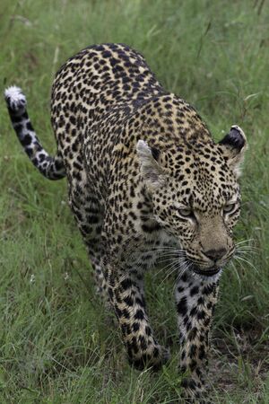 walking leopardの写真素材