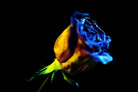Dried rose on black backgroundの写真素材