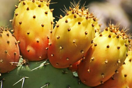 close-up of prickly pear cactus with ripe fruitsの写真素材