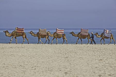 a camel caravan walks on a beach near the seaの写真素材
