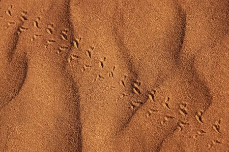 a single beetle track in fine desert sand の写真素材