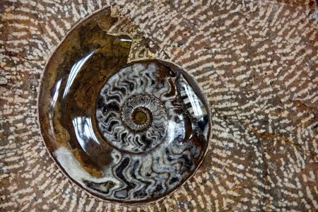 close-up of a nautilus fossil in stone の写真素材