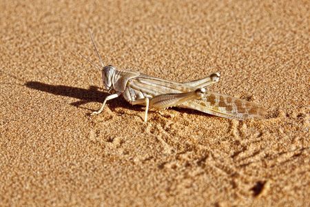 side profile of a grasshopper in desert sandの写真素材