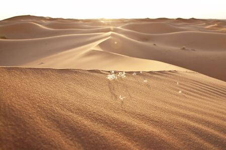 sunset and desert sand dunes in the Sahara