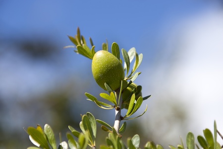 Single argan nut on branch. Concept for health, cosmetics.の写真素材