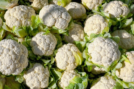 Fresh raw cauliflower. Concept for healty organic vegetarian food. の写真素材