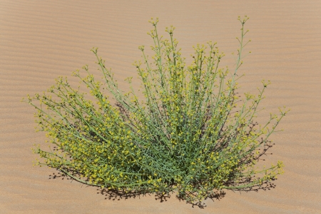 Green plant with tiny yellow blossoms in desert sand in Morocco.の写真素材