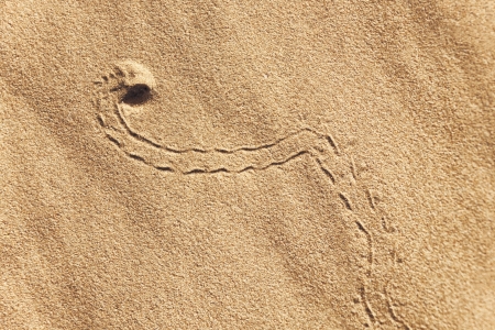 Animal track in desert sand, Sahara desert, Morocco 