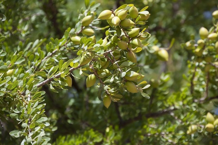 Argan nuts on Argan tree (Argania spinosa). This tree is endemic to the Sous valley in Morocco. It is cultivated for the oil (argan oil) that is found in the fruit. The oil is rich in fatty acids and is used in cooking and cosmetics. の写真素材