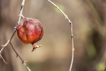 Pomegranate fruit on branch の写真素材