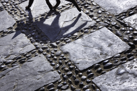 Shadow of a cat walking の写真素材