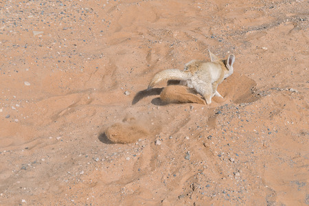 Fennec fox digging in sand in the Sahara desert, Morocco.の写真素材