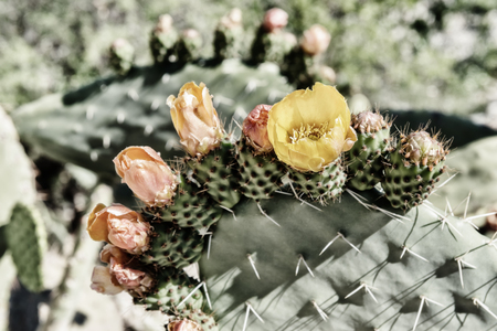 Prickly pear cactus with orange and yellow flower blossoms. Vintage, high key, high contrast image with muted colours.の写真素材