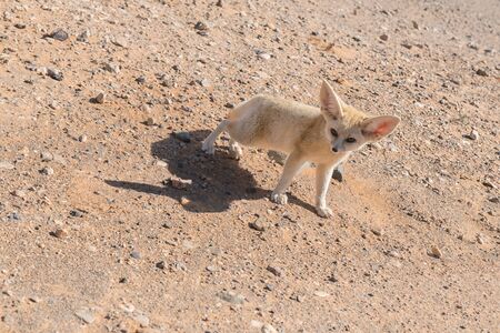 Fennec fox in the Sahara desert, Morocco.の写真素材