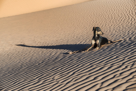 A young black Sloughi dog (Arabian greyhound) rests in the sand dunes in the Sahara desert of Morocco. High key image with muted colours.の写真素材