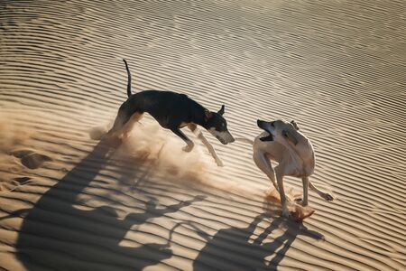 Two Sloughi dogs (Arabian greyhound) play in the sand dunes in the Sahara desert of Morocco.の写真素材