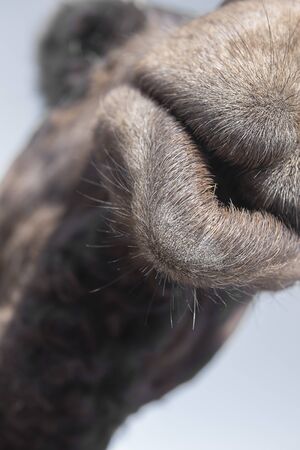 Extrem closeup of a camel mouth. Shallow depth of field.