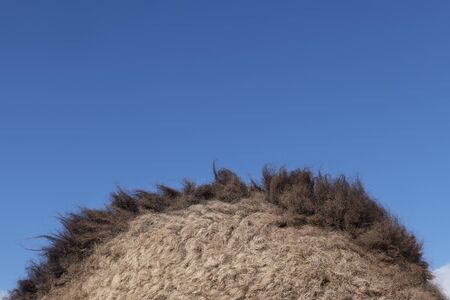 Closeup of a camel hump (dromedary).の写真素材