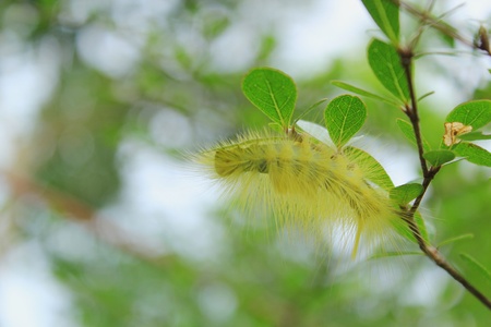 yellow caterpillarの写真素材