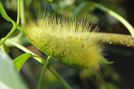 yellow caterpillarの写真素材