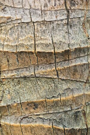 coconut woodの写真素材