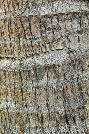 coconut woodの写真素材