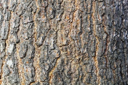bark woodの写真素材