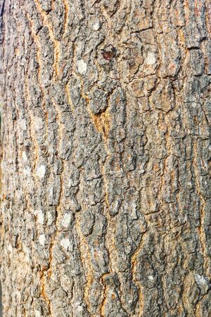 bark woodの写真素材