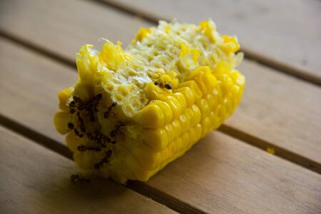 The corn is left on the wood floor with the ants eat the corn.の写真素材
