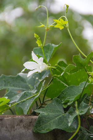 Coccinia grandis on the concrete fence with white flowers after rain.の写真素材