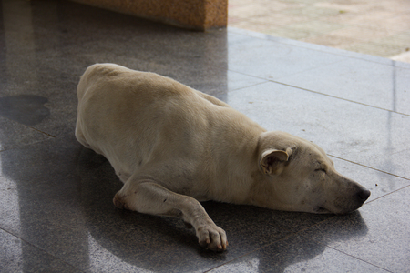 The white dog sleeping on the floor.の写真素材