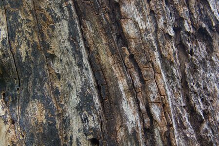 Wood texture background.
