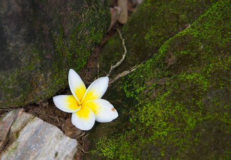 White Frangipani flowers fall on the floor near the stones with moss.の写真素材