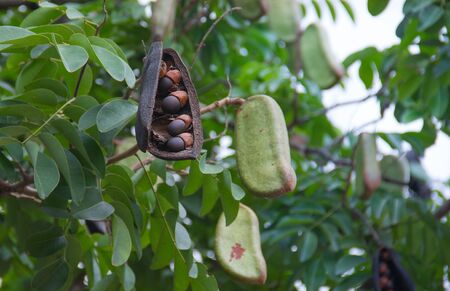 Afzelia xylocarpa pod and seed on the tree.