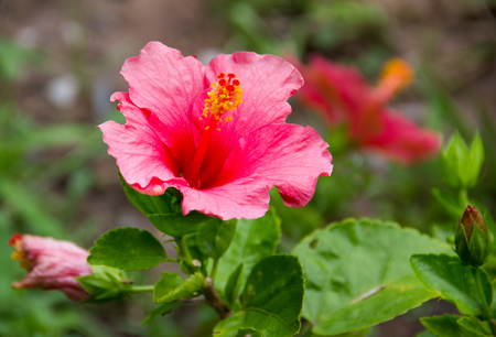 Pink hibiscus flower red on nature background.の写真素材