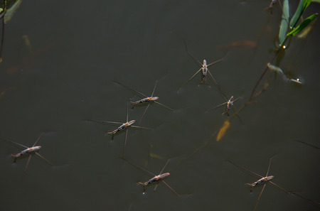 Water Striders are on the surface of the water.の写真素材