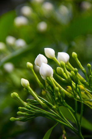 Tabernaemontana pandacaqui   Lam.の写真素材