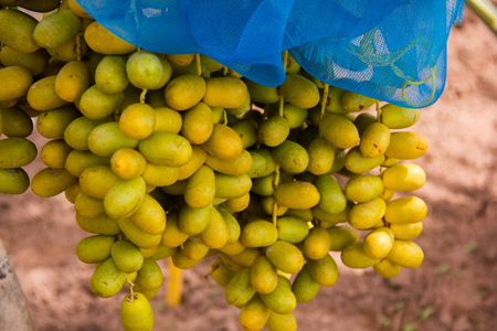 A bunch of Phoenix dactylifera close-up on tree.の写真素材