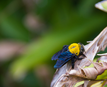 Carpenter bees on the dry leaves.の写真素材