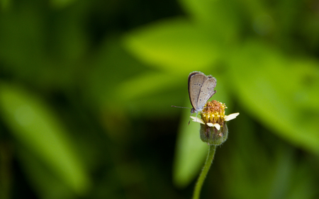 Butterfly on tridax procumbens flower blooming in nature.の写真素材